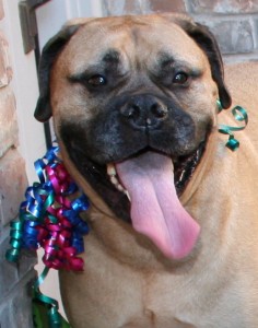 Bella, my faithful and wise companion decked out for a birthday celebration.